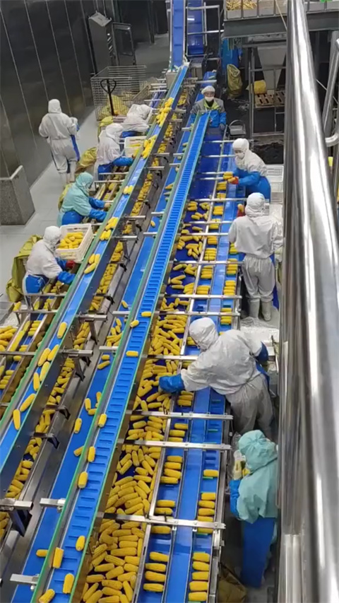 玉米输送机